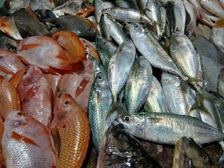 Assorted Fresh Fish Display at Seafood Market