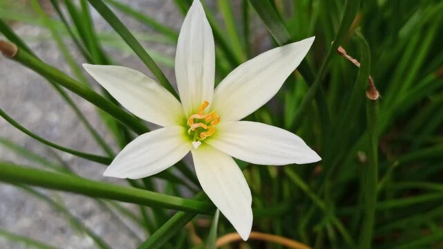 Zephyranthes minuta in the garden