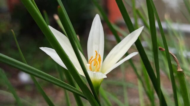 Zephyranthes minuta in the garden