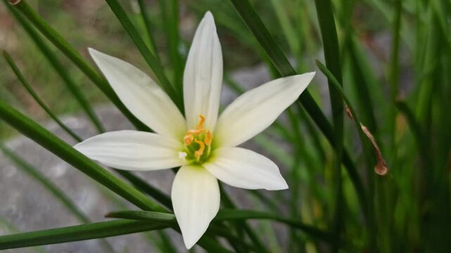 Zephyranthes minuta in the garden
