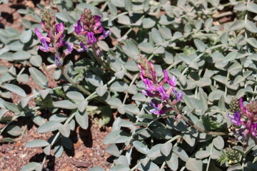 Variable Dapple Pod, Astragalus Lentiginosus Variety Variabilis, a distinguished native monoclinous herb displaying axillary raceme blooms during late Summer in Rose Valley, Northern Mojave Desert.