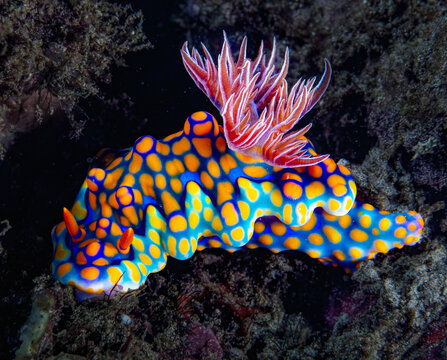 Miamira nudibranch from Nilaveli