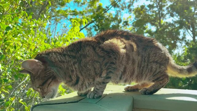 Bengal cat walking outside on the balcony with green trees on the background
