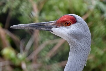 sand hill crane bird head close © Kitz Pix
