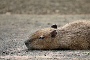 地面に伏せたカピバラの横顔のアップ