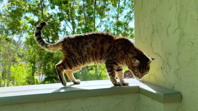 Bengal cat walking outside on the balcony with green trees on the background