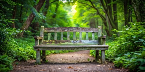 Serene wooden bench on a tranquil forest path
