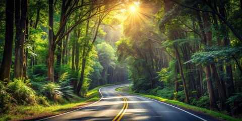 Obraz premium Sunlit Winding Road Through Lush Green Forest Canopy