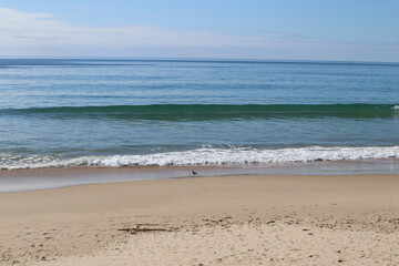 seagull at the beach