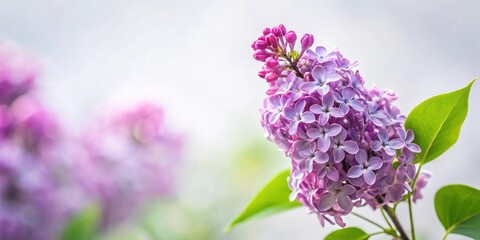 Obraz premium Lilac blossoms in soft focus with blurred background featuring delicate purple flowers and vibrant green leaves