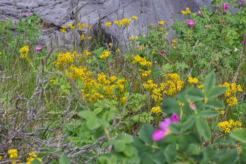 Obraz premium Blooming Wild Flowers on a Cliff