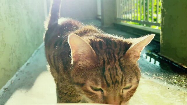 Bengal cat walking outside on the balcony 