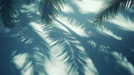 Palm tree shadows on a teal wall.