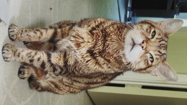 A Sick Bengal cat is sitting on the floor, breathing heavily, looking at the camera. Vertical video