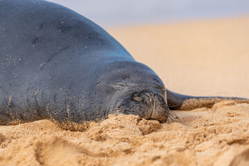 Cute monk seal sleeping on beach in sand near ocean