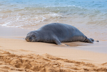 Cute monk seal sleeping on sandy beach near blue ocean and surf