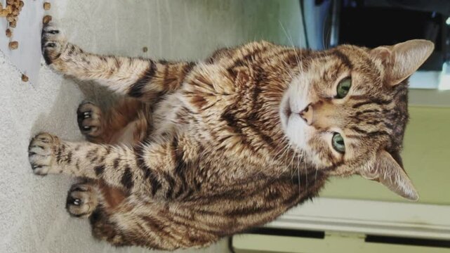 A Sick Bengal cat is sitting on the floor, breathing heavily, looking at the camera. Vertical video