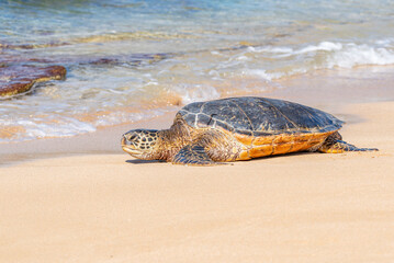 Cute sea turtle crawling into ocean from sandy tropical beach