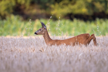 Roe deer in a wheat field