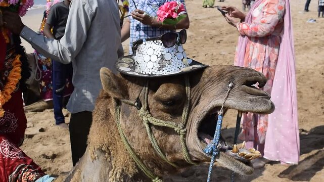 Funny Video of Camel wearing traditional costume and yawning  