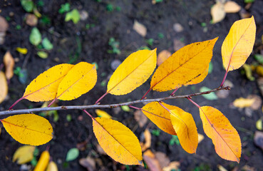 autumn cherry branch with yellow leaves Against Blurred Natural Background 