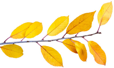 autumn cherry branch with yellow leaves on transparent background