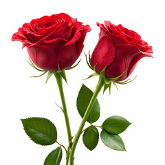 Fototapeta premium Red Roses flower