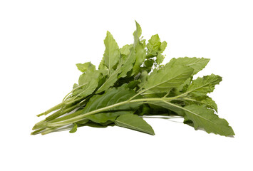 Fresh Green Herbs Arranged Elegantly, Showcasing Their Vibrant Color and Versatility in Culinary Uses in a Clean Setting