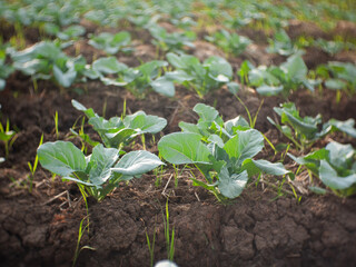 Green Cabbage Plants in Fertile Soil