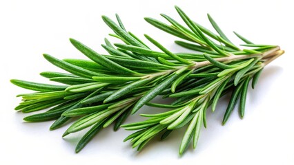 Fototapeta premium Fresh rosemary leaves with vibrant green color and delicate aroma isolated on a white background, botanical, green herb