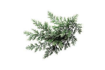 Isolated pine branch on white background