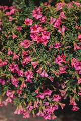 pink flowers in a garden