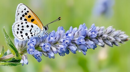 Obraz premium Butterfly on Lavender Flower Macro Photography Nature Close up