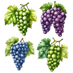 Watercolor illustration of four bunches of grapes green, purple, blue, and another green, with leaves, isolated on white background.