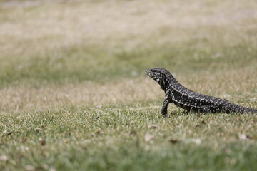 lagarto Overo