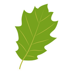 Fototapeta premium Tropical Leaf Element. Exotic Leaf Plant and Flower. Vector Cartoon Illustration