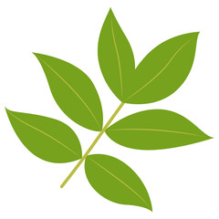 Tropical Leaf Element. Exotic Leaf Plant and Flower. Vector Cartoon Illustration