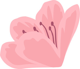 Azalea, Rhododendron