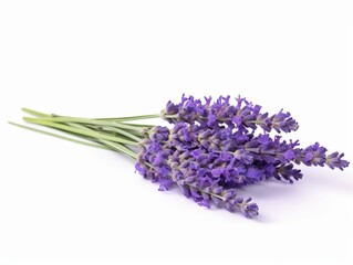 Isolated Lavender Flowers on a White Background, Ideal for Aromatherapy, Home Decoration, or Botanical Illustrations, Perfect for Various Designs and Projects