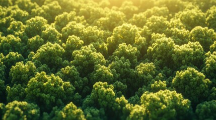 Aerial View of Lush Green Forest Canopy at Sunset