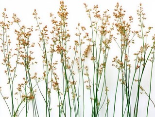 A collection of delicate, slender plant stems with small flowers against a white background.