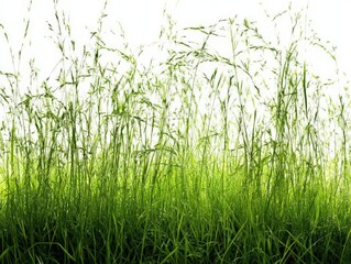 Obraz premium Lush green grass swaying gently in the light, creating a serene natural atmosphere.