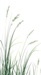Fototapeta premium Elegant Grass Illustration - A Lush Green Meadow