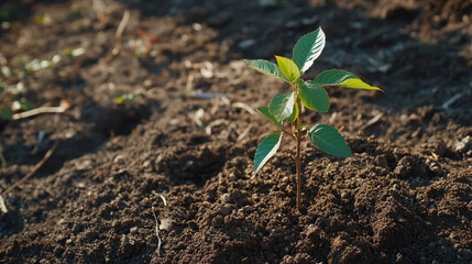 Plant in the ground