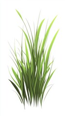 Fototapeta premium A Lush Green Grass Illustration