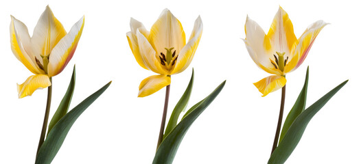 High-Quality PNG yellow and white tulips on white background, close-up