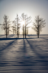 夕暮れの冬木立

