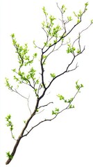 Obraz premium Delicate Spring Branch with New Leaves - A Fresh and Natural Image