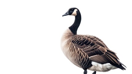 Fototapeta premium A close-up of a goose standing against a white background.