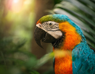 Fototapeta premium exotic parrot animal image